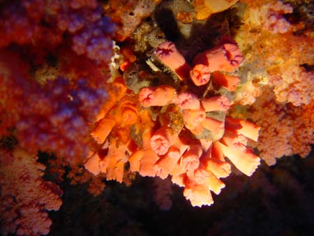 corail10