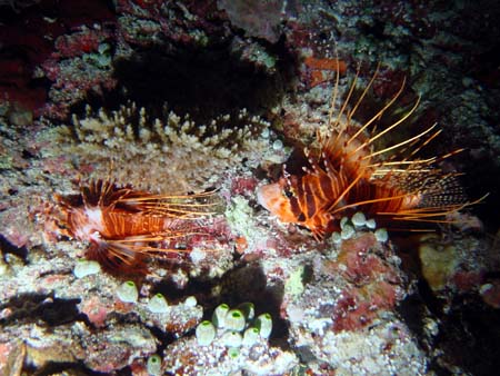 pterois1