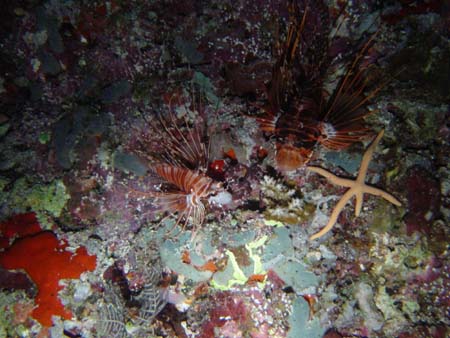 pterois2