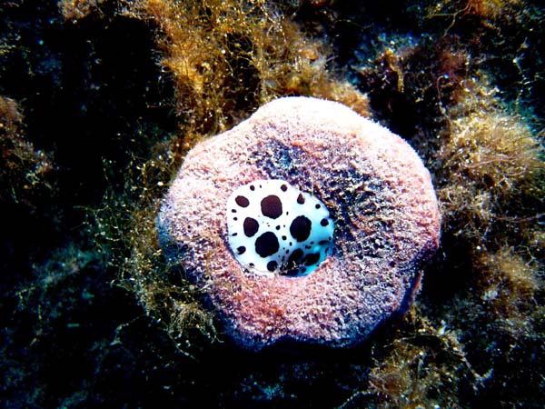 corse33