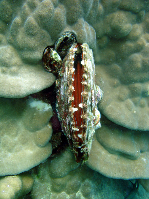 DSC04271